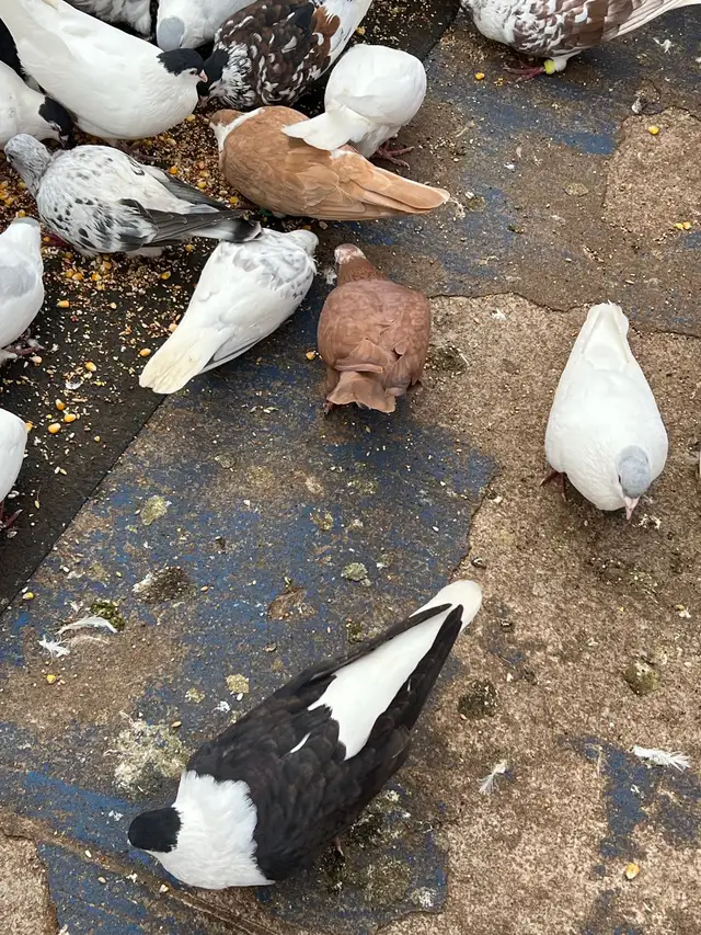 PIGEONS FOR SALE AFGHAN - Photo 5