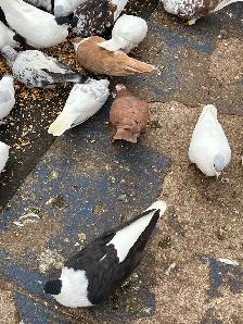 PIGEONS FOR SALE AFGHAN - Photo 5