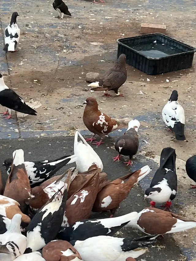 PIGEONS FOR SALE AFGHAN - Photo 6