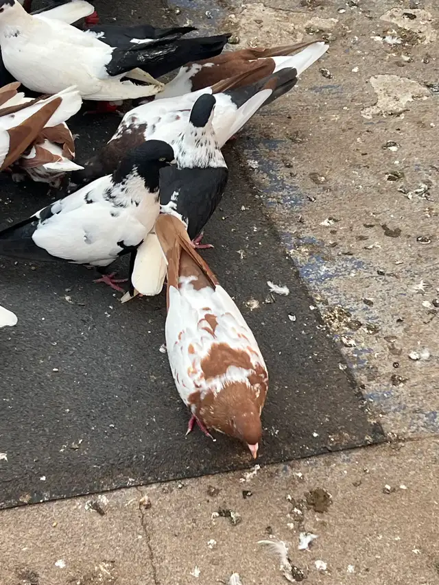 PIGEONS FOR SALE AFGHAN - Photo 8
