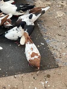PIGEONS FOR SALE AFGHAN - Photo 8