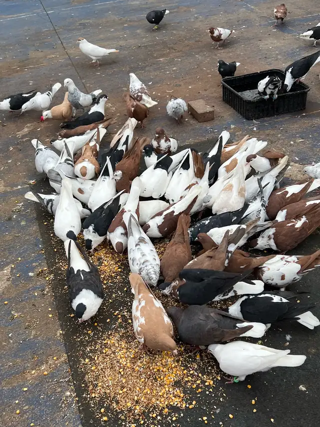 PIGEONS FOR SALE AFGHAN - Photo 9