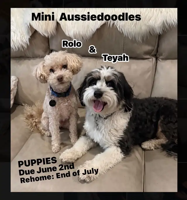 Mini Aussiedoodle
