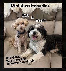 Mini Aussiedoodle