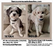 Mini Aussiedoodle - Photo 2