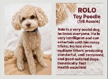 Mini Aussiedoodle - Photo 4