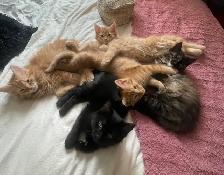 Chatons à vendre 100$