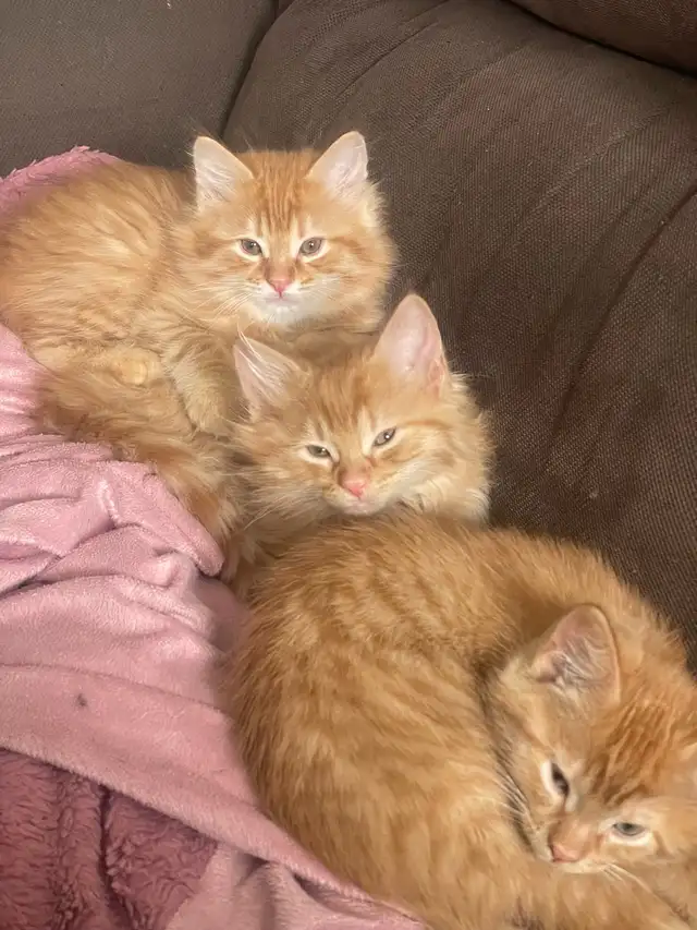 Chatons à vendre 100$ - Photo 2
