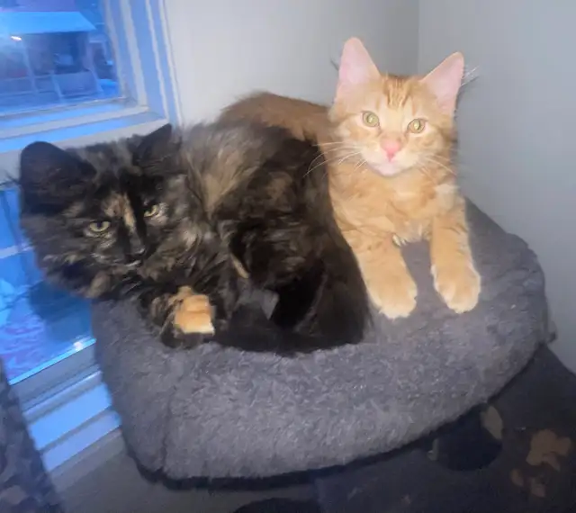 Chatons à vendre 100$ - Photo 3