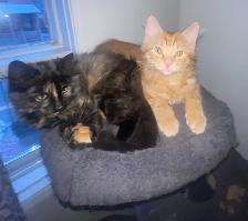 Chatons à vendre 100$ - Photo 3
