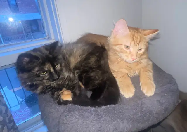 Chatons à vendre 100$ - Photo 4