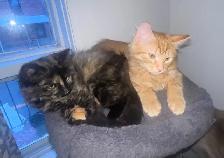 Chatons à vendre 100$ - Photo 4