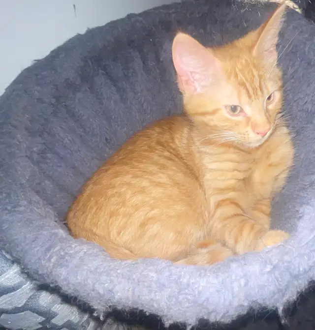 Chatons à vendre 100$ - Photo 5