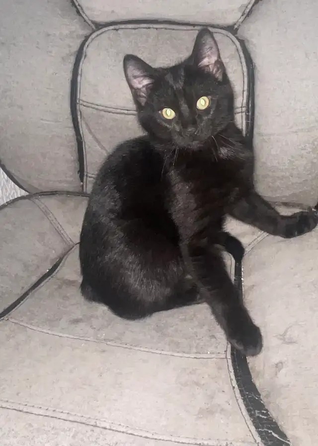 Chatons à vendre 100$ - Photo 6