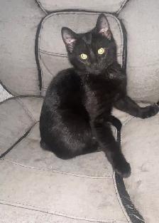 Chatons à vendre 100$ - Photo 6