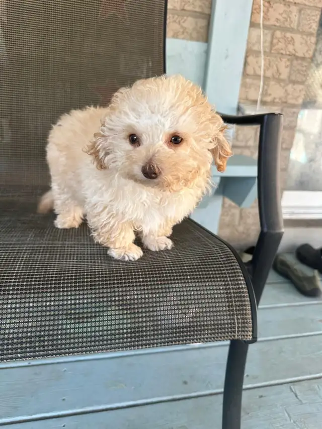Toy Poodle Puppies