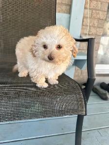 Toy Poodle Puppies
