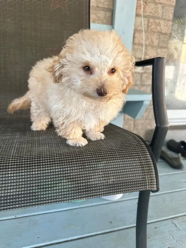 Toy Poodle Puppies - Photo 2