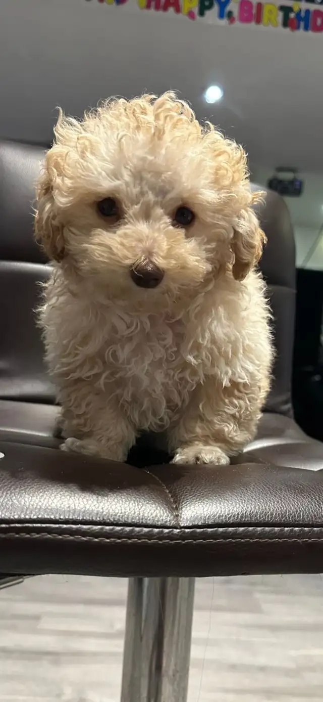 Toy Poodle Puppies - Photo 3
