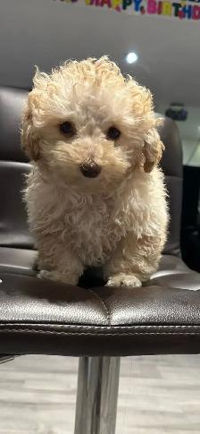 Toy Poodle Puppies - Photo 3