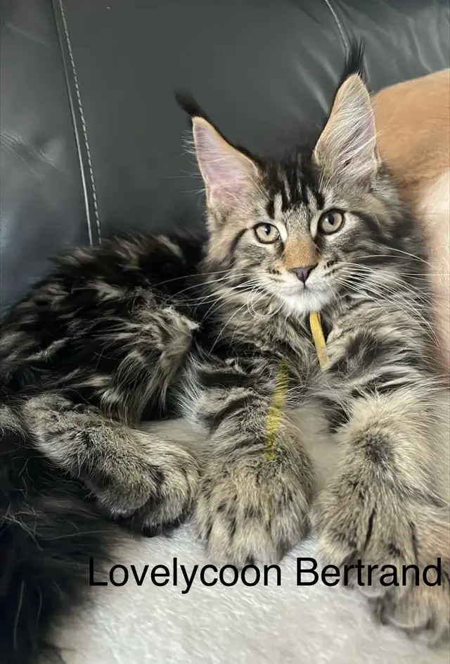 Maine Coon pure race