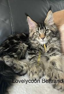 Maine Coon pure race