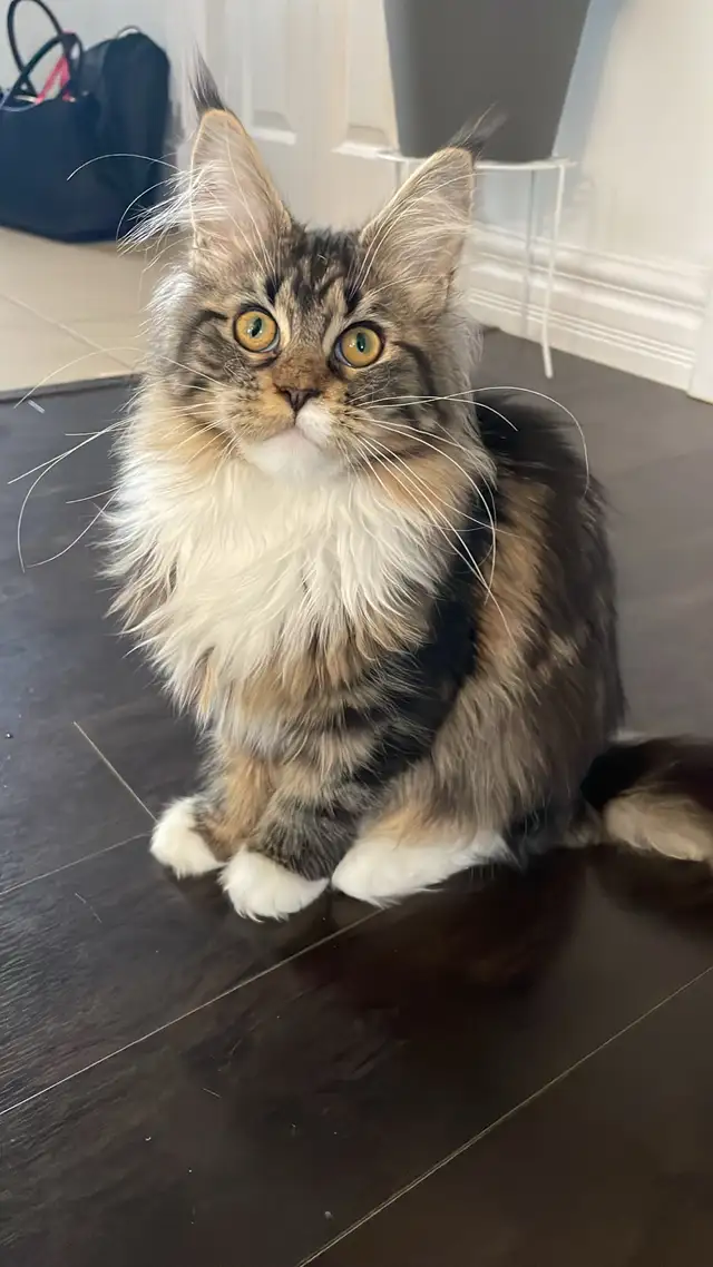 Maine Coon pure race - Photo 3