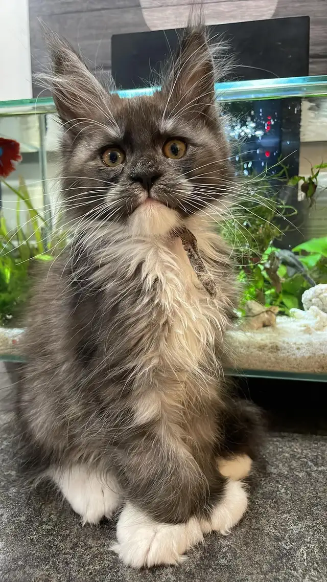 Maine Coon pure race - Photo 4