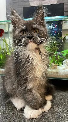 Maine Coon pure race - Photo 4