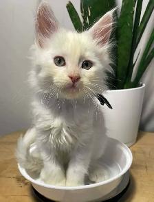 Maine Coon pure race - Photo 5