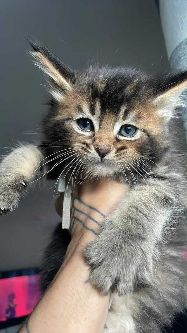 Maine Coon pure race - Photo 6