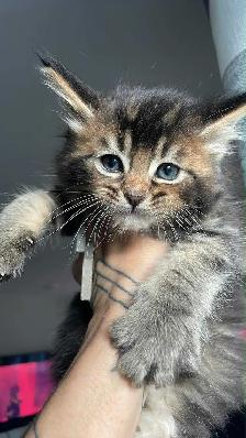 Maine Coon pure race - Photo 6
