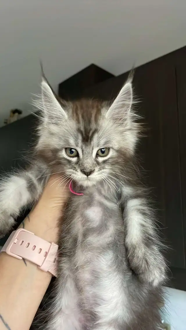 Maine Coon pure race - Photo 7