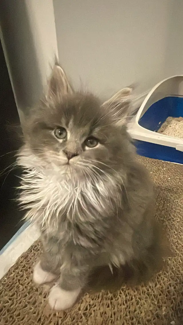 Maine Coon pure race - Photo 8