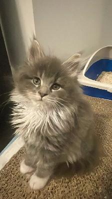 Maine Coon pure race - Photo 8
