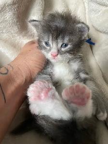 Maine Coon pure race - Photo 9