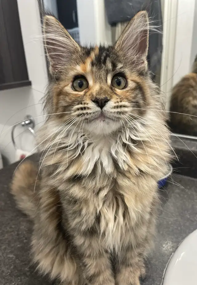 Maine Coon pure race - Photo 10