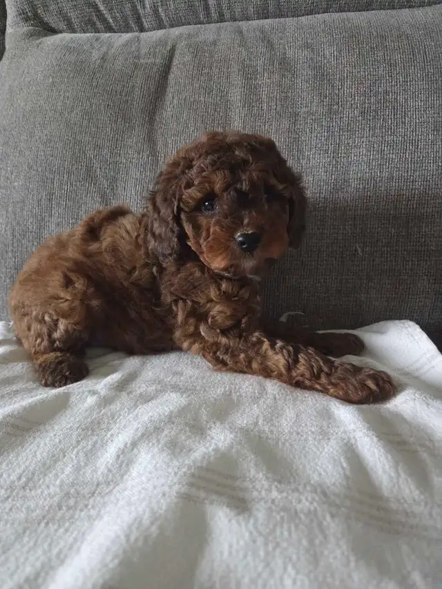 Minature cockapoo puppies