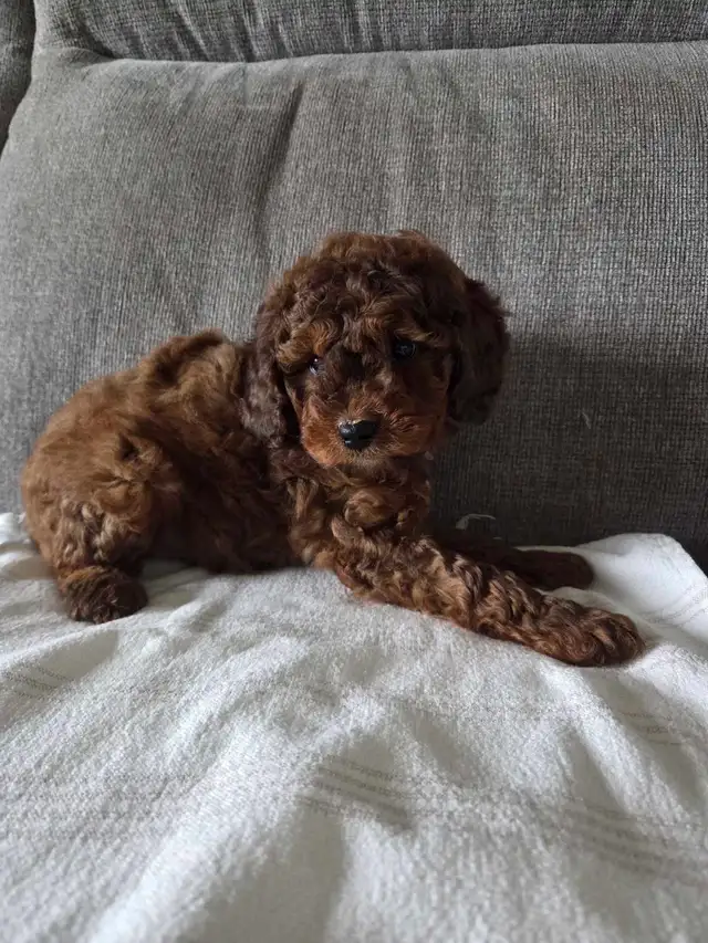 Minature cockapoo puppies - Photo 2