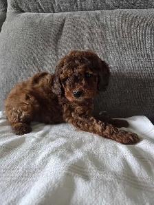 Minature cockapoo puppies - Photo 2