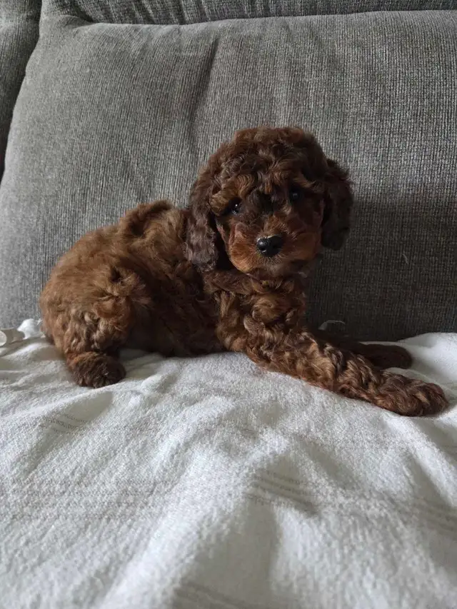 Minature cockapoo puppies - Photo 3