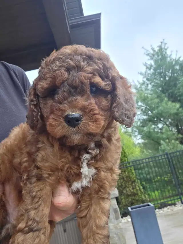 Minature cockapoo puppies - Photo 4