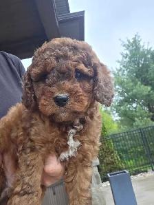 Minature cockapoo puppies - Photo 4