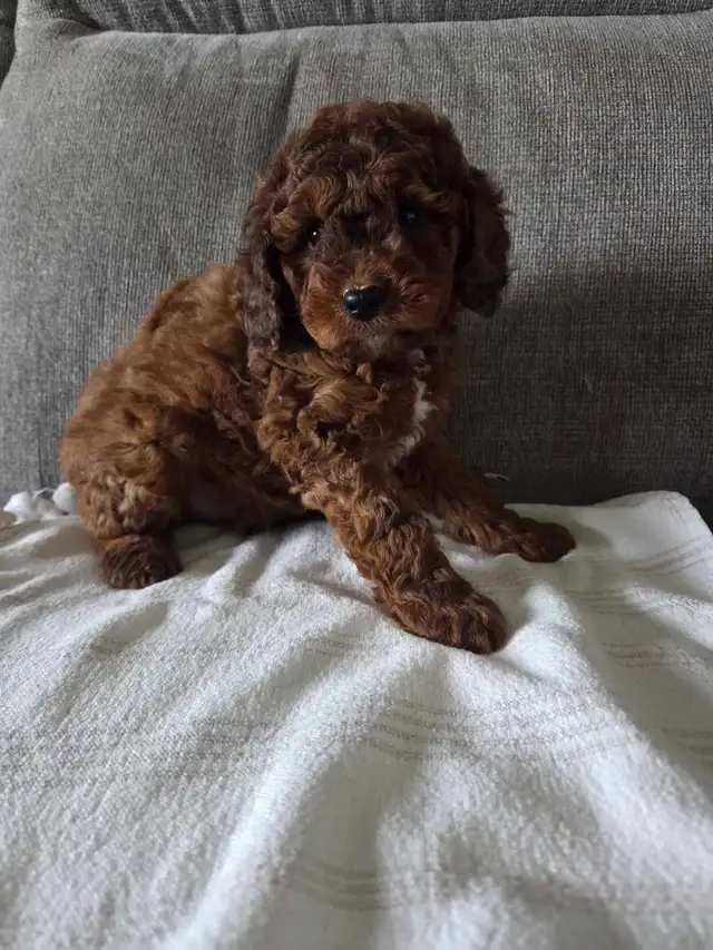 Minature cockapoo puppies - Photo 5