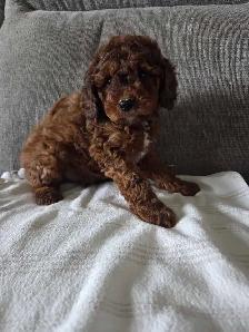 Minature cockapoo puppies - Photo 5