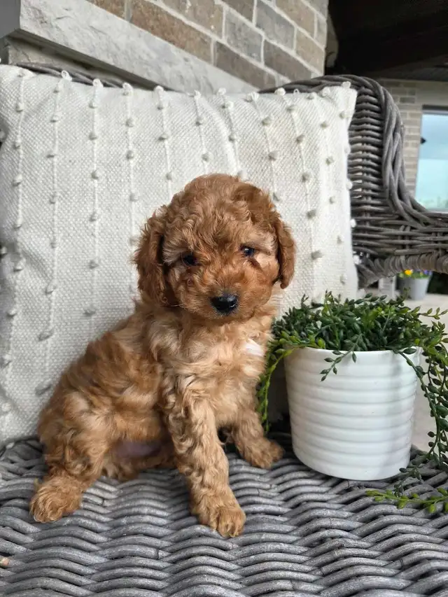 Minature cockapoo puppies - Photo 6