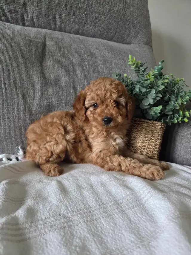 Minature cockapoo puppies - Photo 7