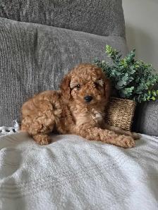 Minature cockapoo puppies - Photo 7