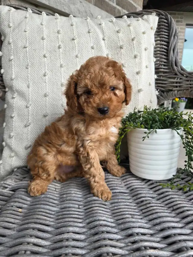 Minature cockapoo puppies - Photo 8