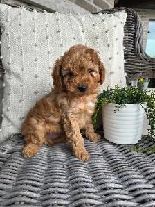 Minature cockapoo puppies - Photo 8